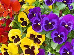 Garden plants and flowering shrubs and trees, indoor plants and pot flowers. How To Grow Pansies And Violets Lovethegarden