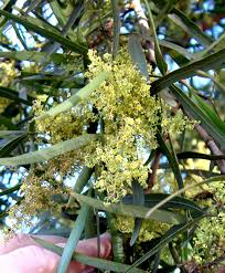 Image result for Searsia lancea