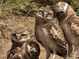 The 12 Best Animal Photos Ever Taken Owl Owl Pictures Animal Photo