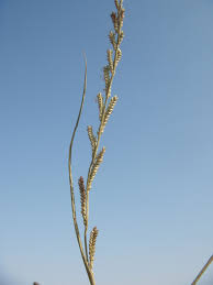 Image result for Paspalidium