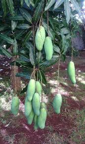Pin On Tropical Fruits