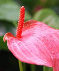 Pin On Anthurium