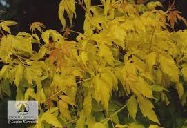 Unique leaf colors throughout the growing season. Acer Negundo Auratum