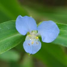 Image result for Commelina reptans