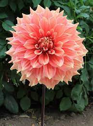 Pin On Dahlia