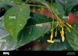 Image result for Tabernanthe