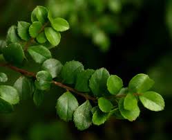 Image result for Myrsine africana