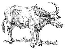 We did not find results for: Coloring Page Water Buffalo Free Printable Coloring Pages Img 15701