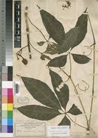 Image result for Cissus aralioides