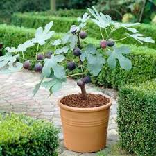 It comes with soft skin and multiple seeds. Anjeer Plant Gardening Landscaping Solutions
