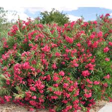 Through his efforts, these trees have been planted along the streets. Oleander Is A Beautiful But Poisonous Shrub Hgtv