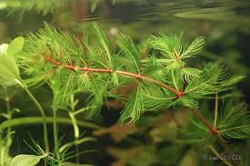 Image result for Myriophyllum spicatum