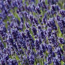 Hidcote Blue English Lavender Lavender Plants For Sale Lavender Plant Lavender Varieties