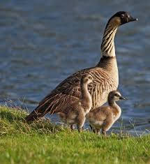 Names Birds That Start With Q Pictures And Information On Nene State Birds Bird Pet Birds