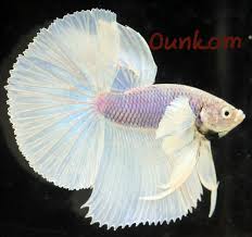 Big Ears Dumbo White Halfmoon Male Live Betta Fish Imported Ebay Betta Peixe Betta Peixe Beta