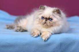 We look at the origins and genetics of the colourpoint. Do Persian Cats Like To Climb What They Prefer Purr Craze