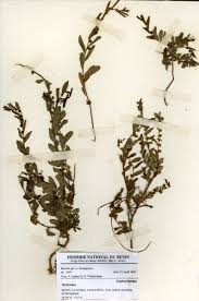 Image result for Phyllanthus maderaspatensis