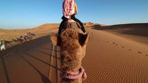 How to ride a camel. Pov Shot Riding A Camel Stock Footage Video 100 Royalty Free 1026295943 Shutterstock