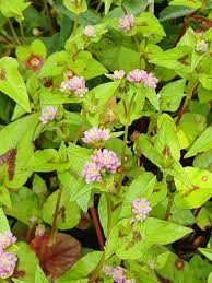 Image result for Persicaria nepalensis
