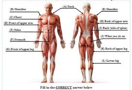 Maybe you would like to learn more about one of these? 12 Major Muscle Group Quiz 3rd 12th Grade By Frisbiepe Tpt