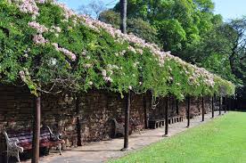 Image result for Bauhinia tomentosa