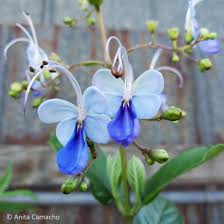 Image result for Rotheca myricoides