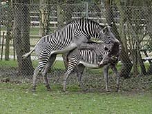These units sometimes assemble in bigger groupings or 37 ……………., but it is still clear that the zebras' loyalty only extends to the small unit they live in. Zebra Wikipedia