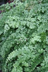 Image result for Adiantum poiretii