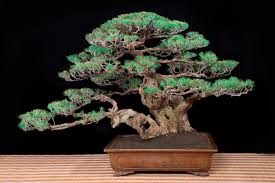 How to wire a bonsai branch in this video, i go over the tree used in the how to wire a bonsai tree branch video. 2020 Tree Of The Year Contest Bonsai Bci