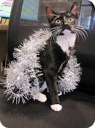 In order to preserve this cherished resource and keep the park clean and safe for all visitors, please observe the following guidelines when. Adopted Morristown Nj Domestic Shorthair Meet Jingle A Kitten For Adoption Http Www Adoptapet Com Pet 17256131 Mor Kitten Adoption Cat Adoption Pets