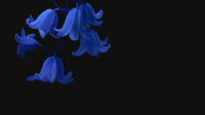 We did not find results for: Purple Flowers Black Background Desktop Wallpaper