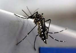 Zika Epidemie Radioaktive Strahlen Gegen Die Blutsauger