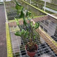 Image result for Geigeria schinzii