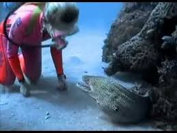 Legendary Diver Valerie Taylor Talks About How She Became Good Friends With A Spotted Moray Eel Moray Eel Animals Weird Animals