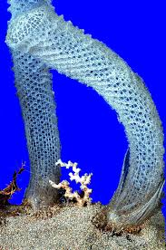 Venus Flower Basket Underwater World Venus Weird World