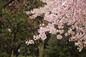 Check spelling or type a new query. 5375946 4240x2832 Nature Osaka Outdoors Pink Japan Flowers Twig Tokyo Branch Japanese Blooming Japanese Garden Depth Of Field Bloom Spring Tree Flower Spring Time Cherry Free Images Cherry Blossom Mocah Hd