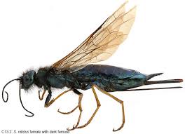 Image result for Pycreus nitidus