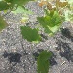 Image result for Clematis hirsuta