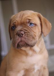 Dogue De Bordeaux French Mastiff Dog Canine Pet Cute Puppy Cute Animals Bordeaux Dog Puppies