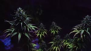 News & Opinion | Tucson Weekly