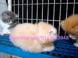 Jika kalian mau follow akun resmi mereka silahkan cek di link profile bagian atas. Anak Parsi Jantan 3 Ekor By Lubok Agro