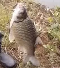 Lampam jawa amat mudah dipancing dan boleh membesar sehingga 2.5 kg. Anim Agro Technology Lampam Sungai Teknik Memancing