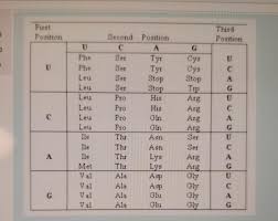 Sickle cell anaemia occurs when an individual is homozygous for the genes that lead to production of abnormal haemoglobin s( hbshbs) ; Using The Genetic Code Shown Here Predict What Type Chegg Com