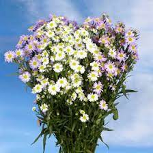 Best Assorted Aster Flowers Aster Flower Wholesale Flowers Aster