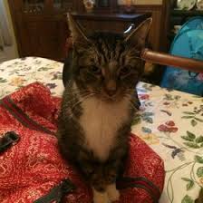 Wanda Bigler (crazycats4499)