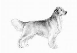 Any age up to 8 weeks up to 12 weeks up to 16 weeks older than 16 weeks. Retrievers Golden Retriever For Sale In Vermont Agriseek Com