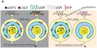 The first logo of rtp2 was launched in october 16. Olfactory Receptor Accessory Proteins Play Crucial Roles In Receptor Function And Gene Choice Elife