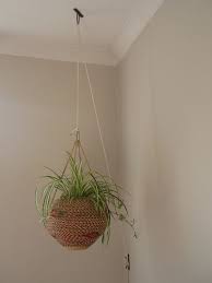 Use a selection of indoor hanging plants in hanging planters to make your place a green dream. Hanging Plant Hanging Plants Hanging Plants Outdoor Plants