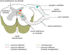 Le Reflexe Myotatique Maxicours
