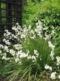 As every flower lover knows, flowers have a language of their own. Libertia Grandiflora Evergreen Grassy Leaves With Wiry Stems Of Small White Orchid Like Flowers Grasses Landscaping Evergreen Plants White Plants